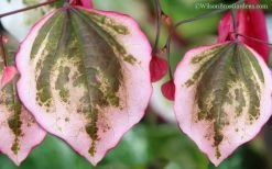 Carolina Sweetheart Eastern Redbud Tree - 5 Gallon Pot -Shrub Plant Shop Redbud Carolina Sweetheart 9