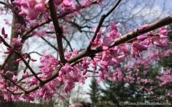 The Rising Sun Redbud Tree - 7 Gallon Pot (3-4') -Shrub Plant Shop Redbud Rising Sun 31