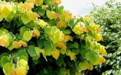 The Rising Sun Redbud Tree - 7 Gallon Pot (3-4') -Shrub Plant Shop Redbud Rising Sun 33