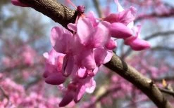 The Rising Sun Redbud Tree - 7 Gallon Pot (3-4') -Shrub Plant Shop Redbud Rising Sun Flower Closeup