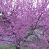 Eastern Redbud - 2 Gallon Pot