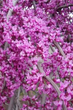 Golden Falls Weeping Redbud Tree - 5 Gallon Pot (4-5') -Shrub Plant Shop Redbud lavender twist Weeping 1