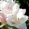 Southgate Divine Rhododendron