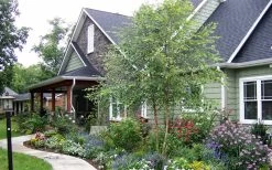 River Birch Tree (Multi Trunk) - 2 Gallon Pot -Shrub Plant Shop River Birch Tree B