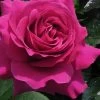 Brindabella Purple Prince Shrub Rose - 3 Gallon Pot