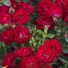 Red Drift Groundcover Rose - 1 Gallon Pot