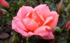 Coral Knock Out Rose - 1 Gallon Pot -Shrub Plant Shop Rose Knock Out Coral 21