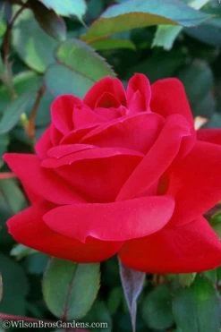 Red Double Knock Out Rose - 5 Gallon Pot 8 Red Double Knock Out Rose - 5 Gallon Pot -Shrub Plant Shop Rose Knock Out Double Red 10