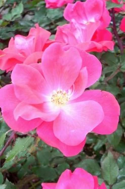 Pink Knock Out Rose - 1 Gallon Pot -Shrub Plant Shop Rose Knock Out Pink 6