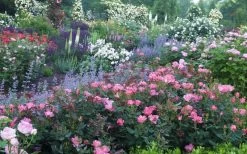 Pink Knock Out Rose - 1 Gallon Pot -Shrub Plant Shop Rose Knock Out Pink 8