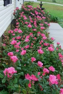 Pink Knock Out Rose - 1 Gallon Pot -Shrub Plant Shop Rose Knock Out Pink 9