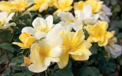 Sunny Yellow Knock Out Rose - 1 Gallon Pot -Shrub Plant Shop Rose Knock Out Sunny 11