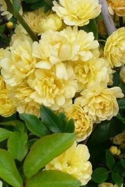 Lady Banks Yellow Rose - 2 Gallon Pot -Shrub Plant Shop Rose Lady Banks Yellow 20 2