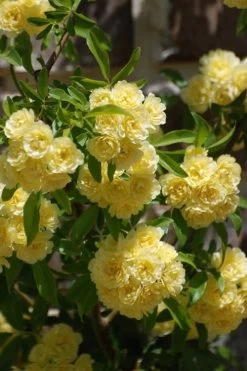 Lady Banks Yellow Rose - 2 Gallon Pot -Shrub Plant Shop Rose Lady Banks Yellow 21 2