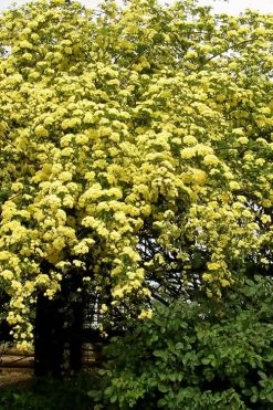 Lady Banks Yellow Rose - 3 Gallon Pot -Shrub Plant Shop Rose Lady Banks Yellow 25 1
