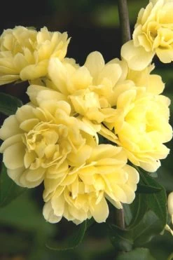 Lady Banks Yellow Rose - 2 Gallon Pot -Shrub Plant Shop Rose Lady Banks Yellow 27 2