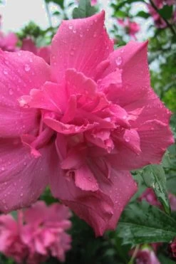 Lucy Rose Of Sharon (Single Trunk Tree) - 7 Gallon Pot (3-4') 9 Lucy Rose Of Sharon (Single Trunk Tree) - 7 Gallon Pot (3-4') -Shrub Plant Shop Rose Of Sharon Lucy 12 1