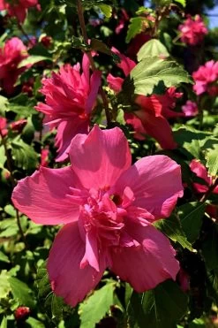 Lucy Rose Of Sharon (Single Trunk Tree) - 7 Gallon Pot (4-5') -Shrub Plant Shop Rose Of Sharon Lucy 13