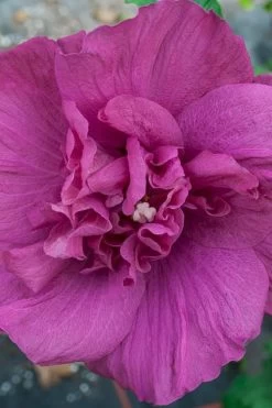 Magenta Chiffon Rose Of Sharon - Hibiscus Syriacus - 2 Gallon Pot -Shrub Plant Shop Rose Of Sharon Magenta Chiffon 4