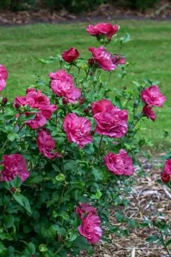 Magenta Chiffon Rose Of Sharon - Hibiscus Syriacus - 2 Gallon Pot -Shrub Plant Shop Rose Of Sharon Magenta Chiffon 6