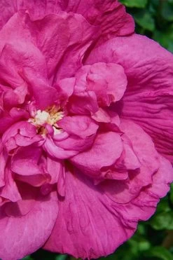 Magenta Chiffon Rose Of Sharon - Hibiscus Syriacus - 2 Gallon Pot -Shrub Plant Shop Rose Of Sharon Magenta Chiffon 7