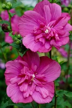 Magenta Chiffon Rose Of Sharon - Hibiscus Syriacus - 2 Gallon Pot -Shrub Plant Shop Rose Of Sharon Magenta Chiffon 8