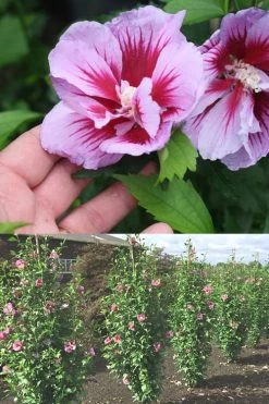 Purple Pillar Rose Of Sharon - 5 Gallon Pot -Shrub Plant Shop Rose Of Sharon Purple Pillar