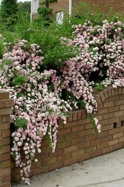 Petite Pink Scotch Miniature Rose - 1 Gallon Pot -Shrub Plant Shop Rose Petite Scotch Pink 10