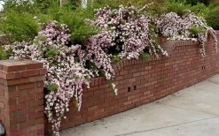 Petite Pink Scotch Miniature Rose - 1 Gallon Pot -Shrub Plant Shop Rose Petite Scotch Pink 2