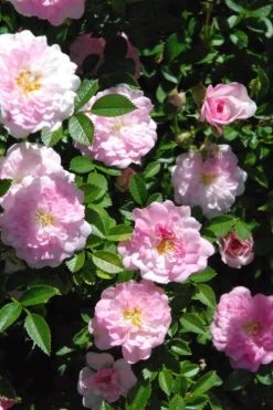 Petite Pink Scotch Miniature Rose - 1 Gallon Pot -Shrub Plant Shop Rose Petite Scotch Pink 3