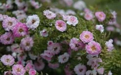 Petite Pink Scotch Miniature Rose - 1 Gallon Pot -Shrub Plant Shop Rose Petite Scotch Pink 4