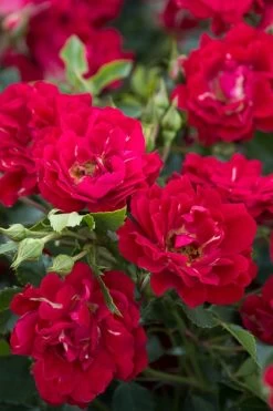 Red Drift Groundcover Rose - 1 Gallon Pot -Shrub Plant Shop Rose Red Drift BS