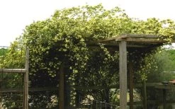 Lady Banks Yellow Rose - 2 Gallon Pot -Shrub Plant Shop Rose Yellow Lady Banks On Pergola 2