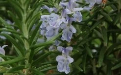 Arp Rosemary Pyramid Form - 2 Gallon Pot -Shrub Plant Shop Rosemary Arp Closeup 2 1