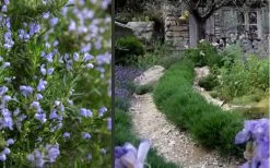 Chef's Choice Rosemary - Quart Pot 9 Chef's Choice Rosemary - Quart Pot -Shrub Plant Shop Rosemary Chefs Choice 2