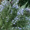Chef's Choice Rosemary - Quart Pot