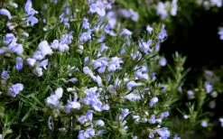 Chef's Choice Rosemary - Quart Pot 8 Chef's Choice Rosemary - Quart Pot -Shrub Plant Shop Rosemary Chefs Choice Flowers