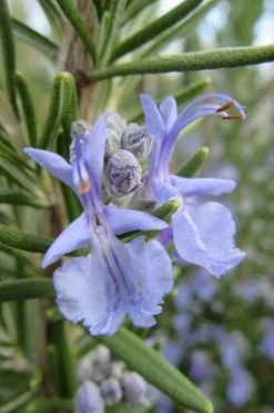 Prostrate Creeping Rosemary - 6 Pack Of Pint Pots -Shrub Plant Shop Rosemary Prostrate 17