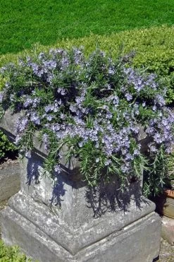 Prostrate Creeping Rosemary - 6 Pack Of Pint Pots -Shrub Plant Shop Rosemary Prostrate 18