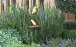 Tuscan Blue Rosemary - 1 Gallon Pot 8 Tuscan Blue Rosemary - 1 Gallon Pot -Shrub Plant Shop Rosemary Tuscan Blue 2