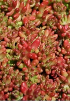 Coral Carpet Sedum Album - 10 Count Flat Of Quart Pots -Shrub Plant Shop Sedum Album Coral Carpet 1