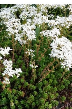Coral Carpet Sedum Album - 10 Count Flat Of Quart Pots -Shrub Plant Shop Sedum Album Coral Carpet 2