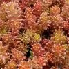 Coral Carpet Sedum Album - 10 Count Flat Of Quart Pots
