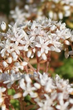 Coral Carpet Sedum Album - 10 Count Flat Of Quart Pots -Shrub Plant Shop Sedum Album Coral Carpet 4