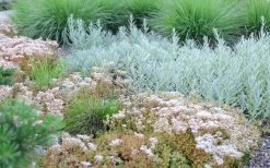 Coral Carpet Sedum Album - 10 Count Flat Of Quart Pots -Shrub Plant Shop Sedum Album Coral Carpet 5