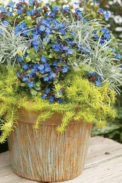 Angelina Sedum - 5 Pack Of 4" Pots -Shrub Plant Shop Sedum Rupestre Angelina 1