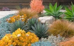 Angelina Sedum - 5 Pack Of 4" Pots -Shrub Plant Shop Sedum Rupestre Angelina 10