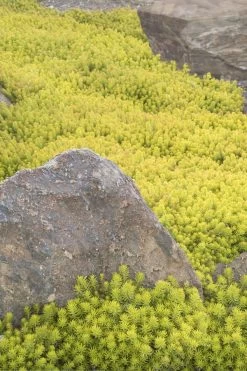 Angelina Sedum - 10 Count Flat Of 4" Pots -Shrub Plant Shop Sedum Rupestre Angelina 3 1