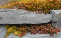 Angelina Sedum - 10 Count Flat Of 4" Pots -Shrub Plant Shop Sedum Rupestre Angelina 5 1