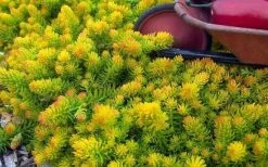 Angelina Sedum - 10 Count Flat Of 4" Pots -Shrub Plant Shop Sedum Rupestre Angelina 6 1